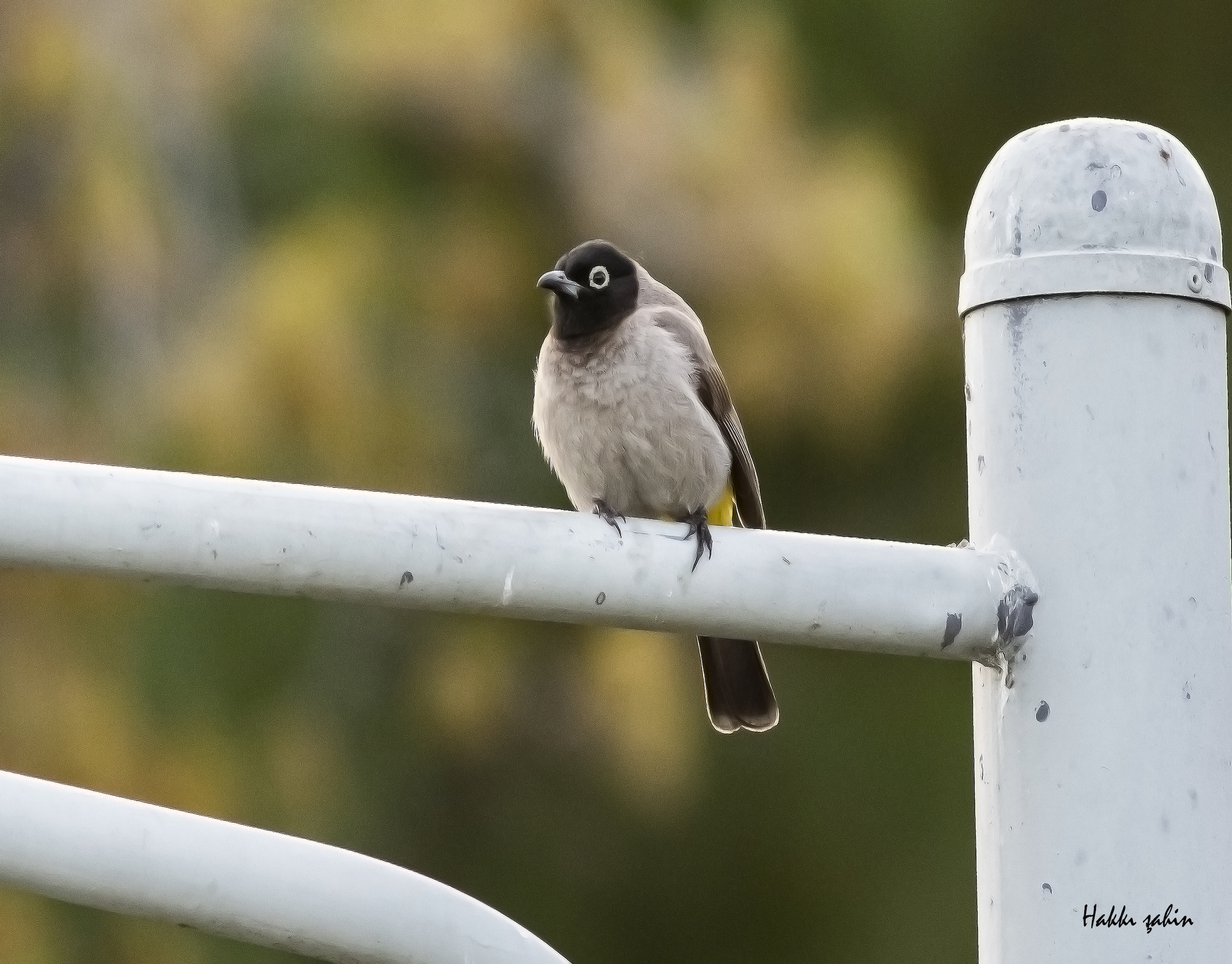 White-spectacled Bulbul